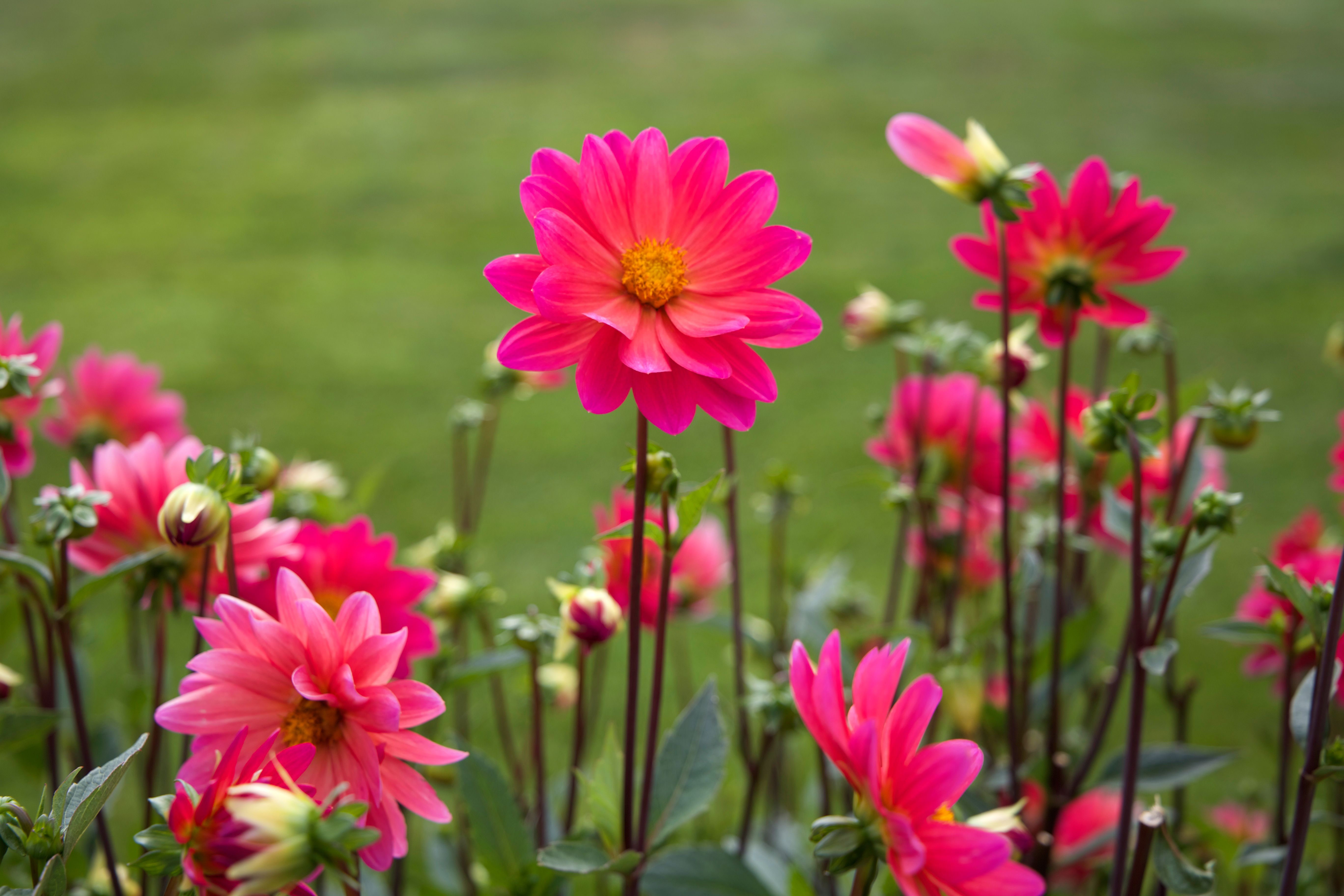  Flowers In Nature Photos Bildidee 
