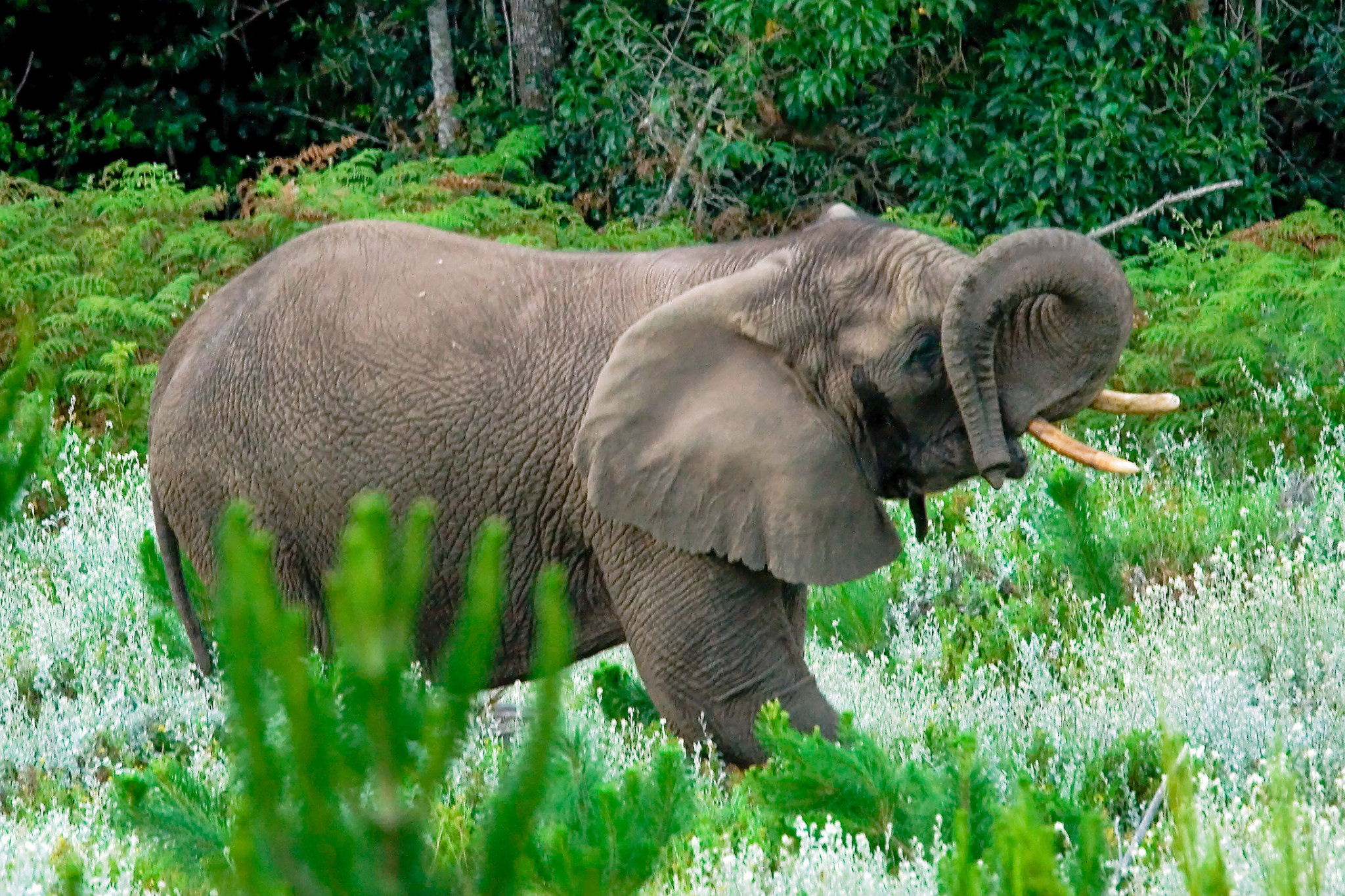  Nature Animal Homes Bildidee 