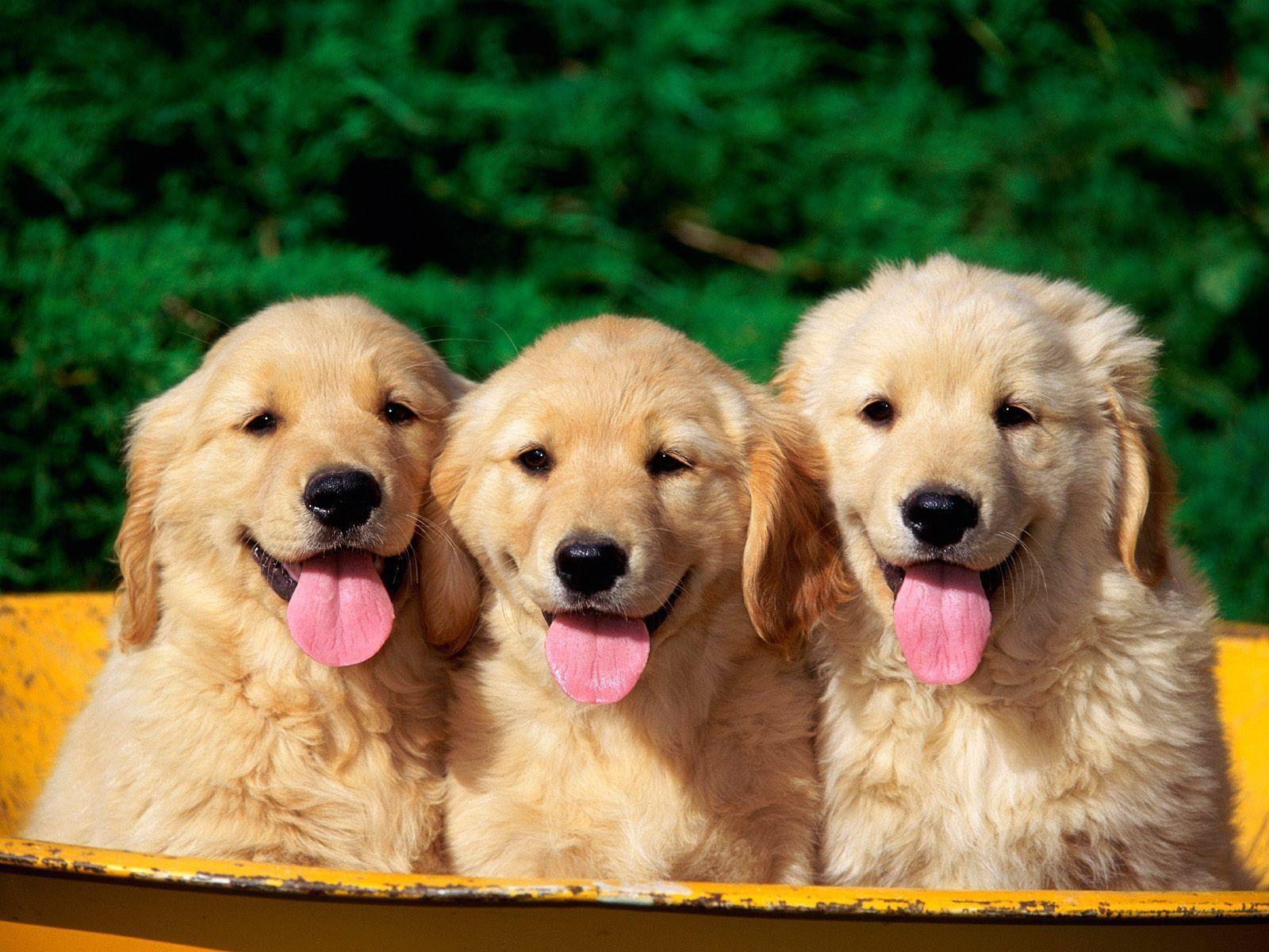  Free Dog Wallpapers - Wallpaper Cave 