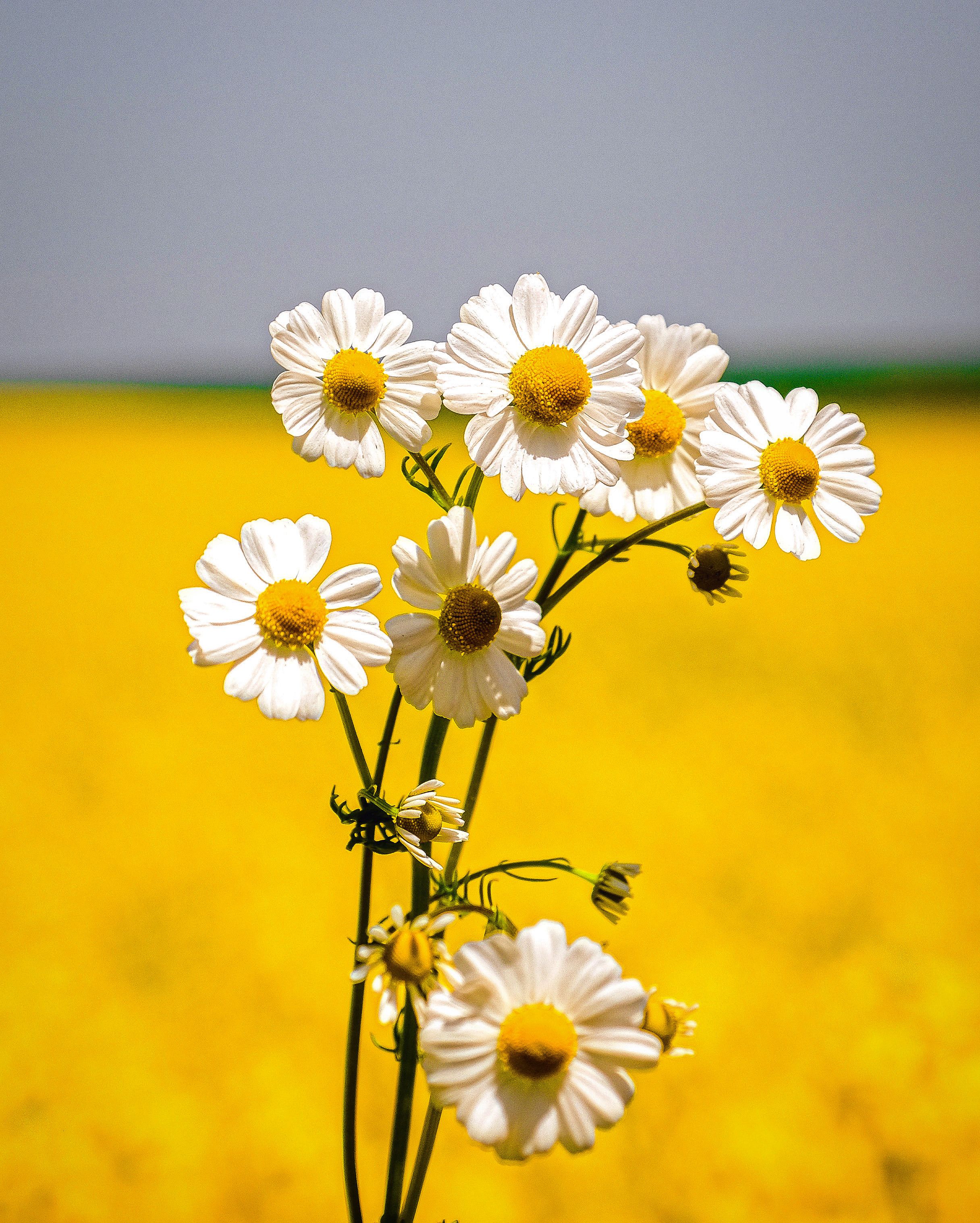  White and Yellow Daisy Flowers in Clear Glass Bowl · Free Stock Photo 
