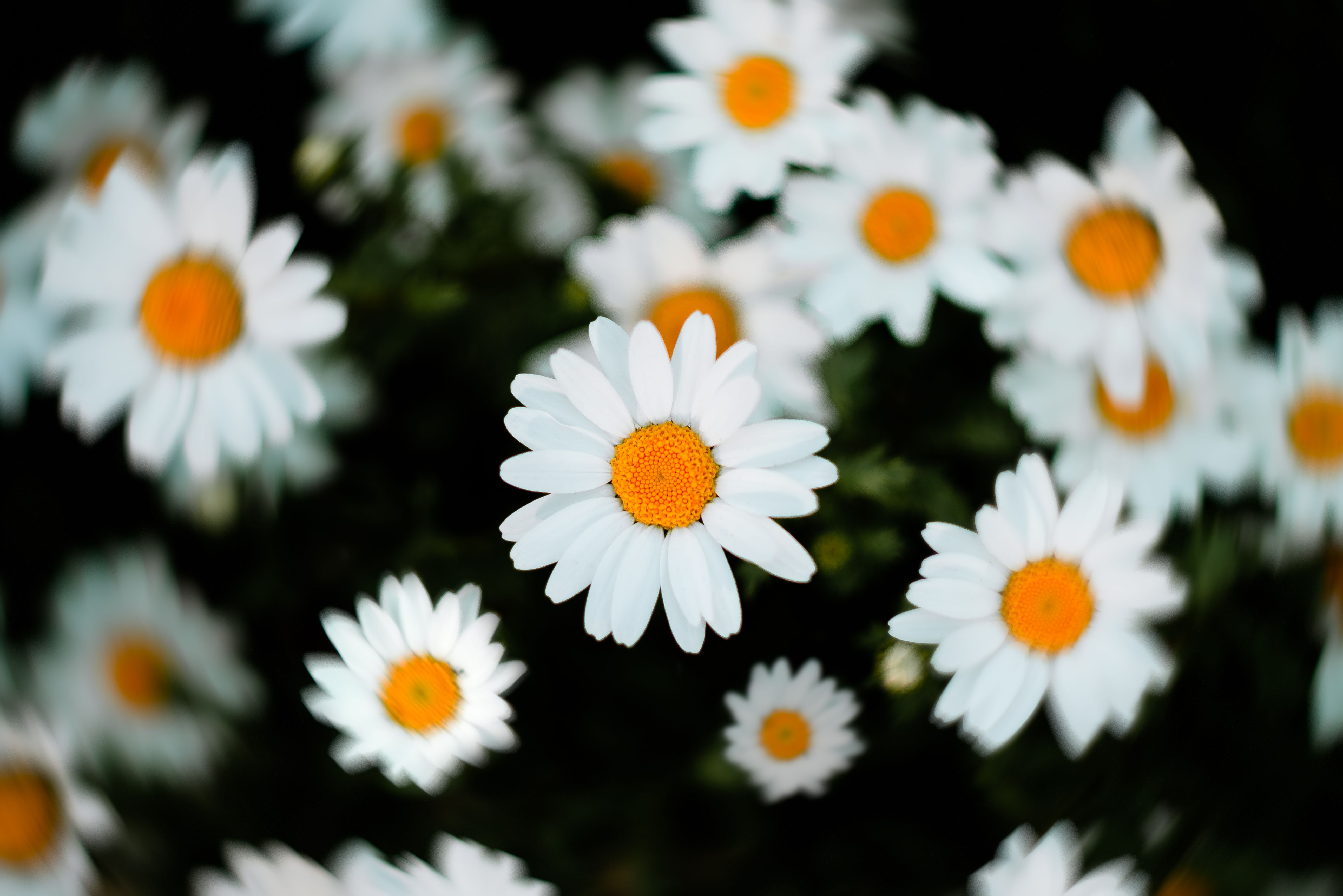  Selective Focus Of White and Yellow Daisy Flowers · Free Stock Photo 