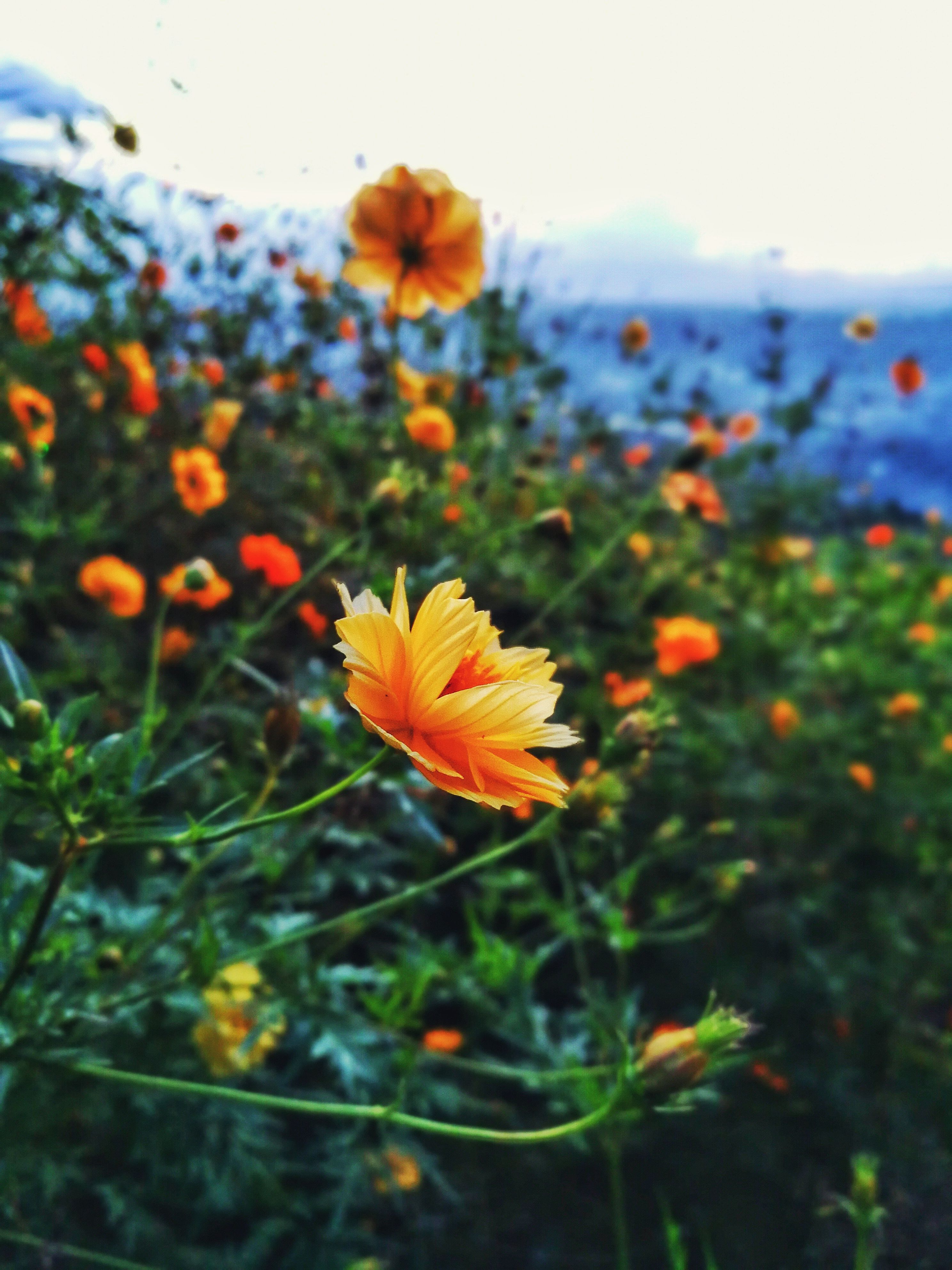  Pink Flower Field · Free Stock Photo Bildidee 
