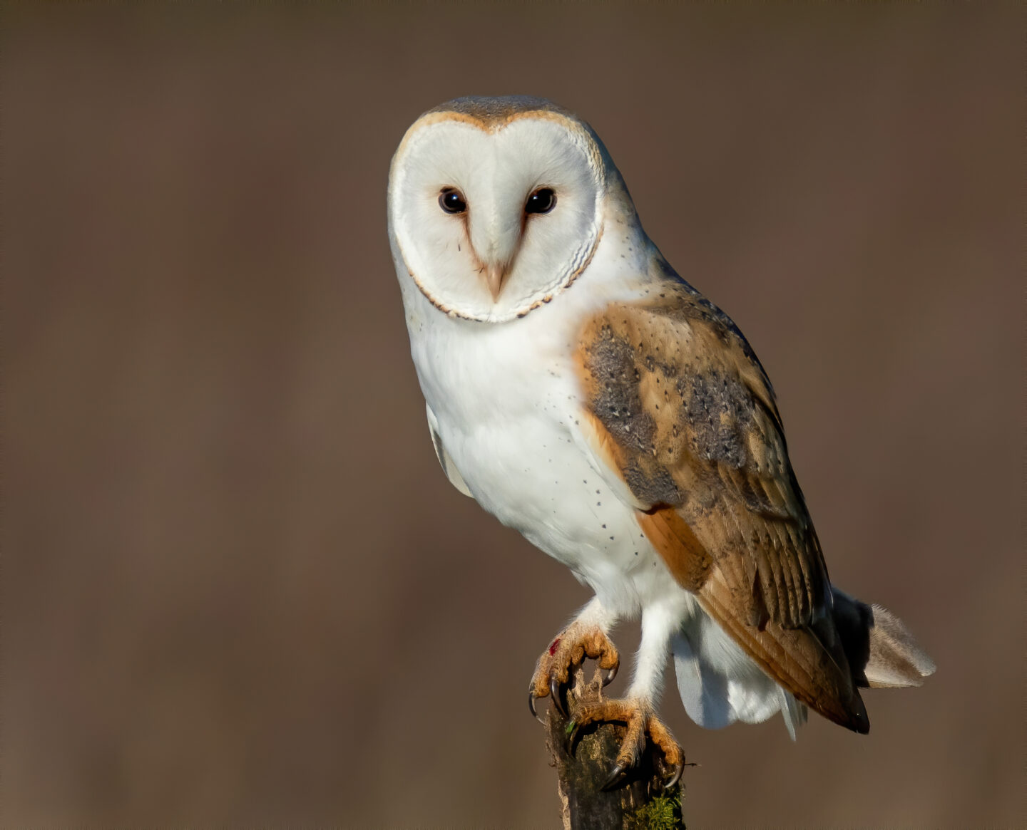  American Barn Owl - Nevada Department of Wildlife Motiv 