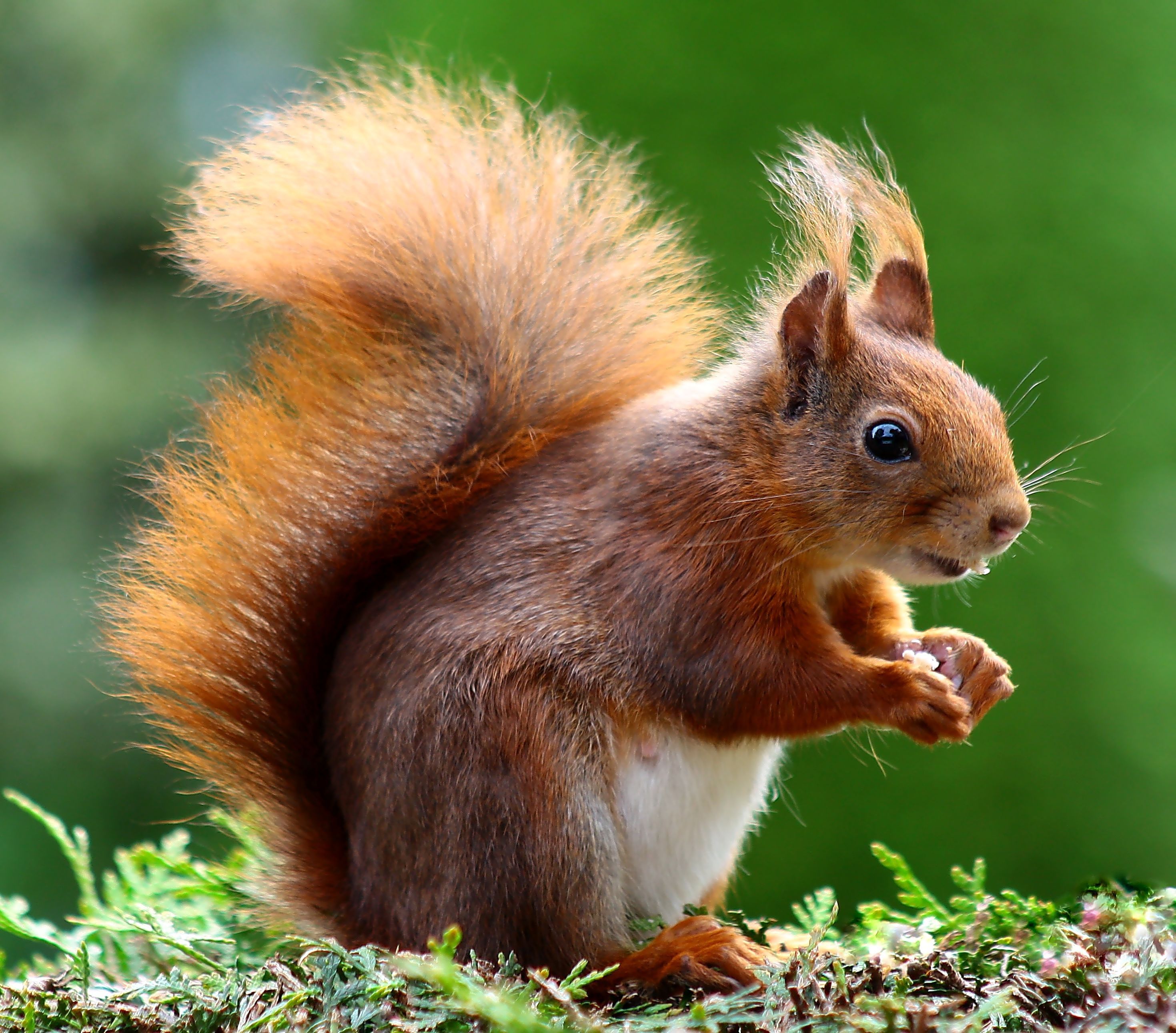 Foto zu Hd Wallpapers Of Animals 