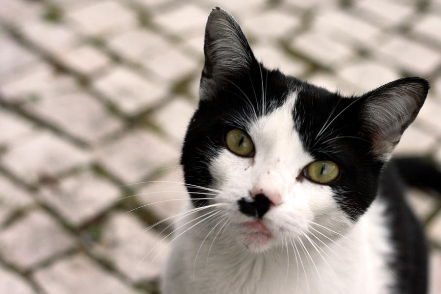  Foto zu Staring Cat by davidmartinho on DeviantArt 