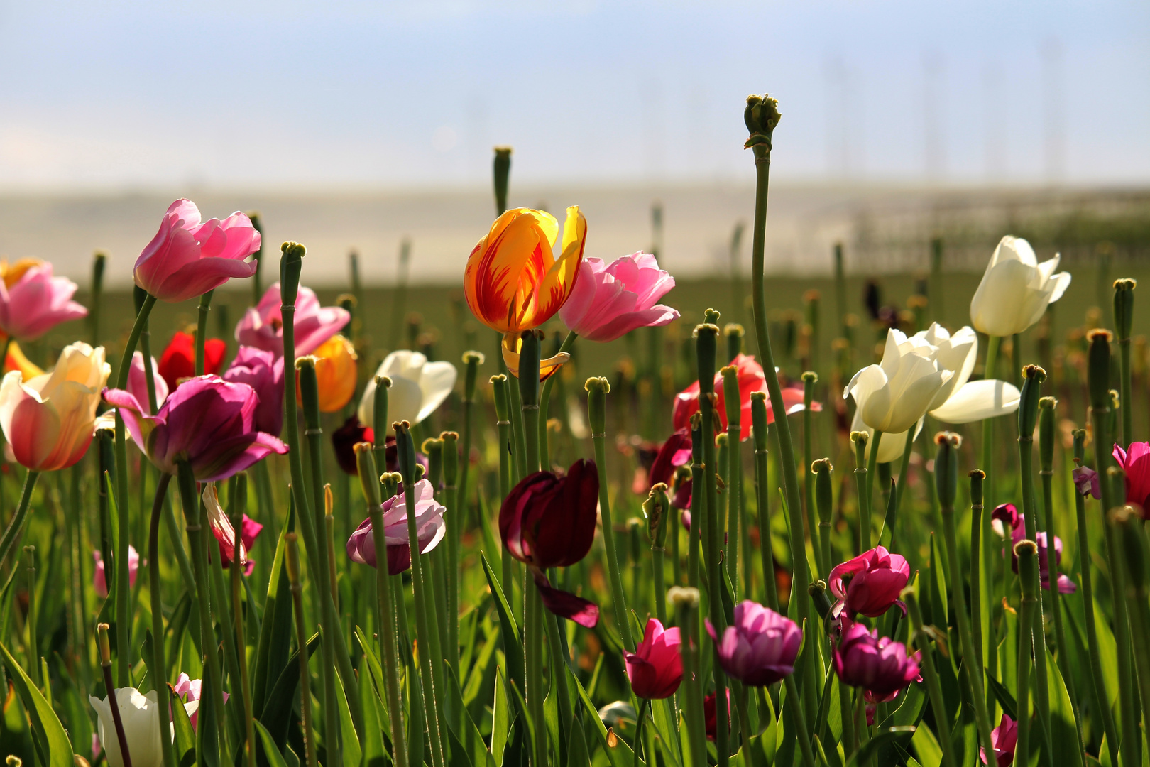  nature, frühling, natur Illustration 