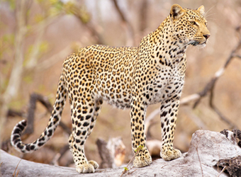  Animals in Their Habitats - Home 