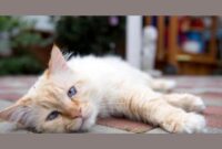 Flusskreuzfahrt Elbe 2026 elbe River Cruises 2024 & 2025