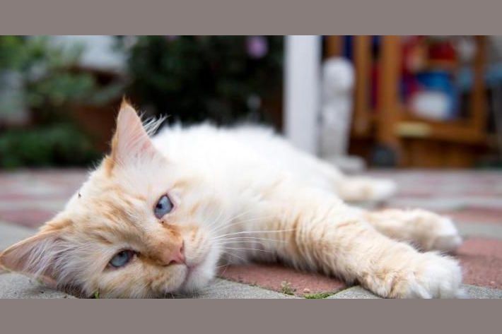 Flusskreuzfahrt Elbe 2026 elbe River Cruises 2024 & 2025