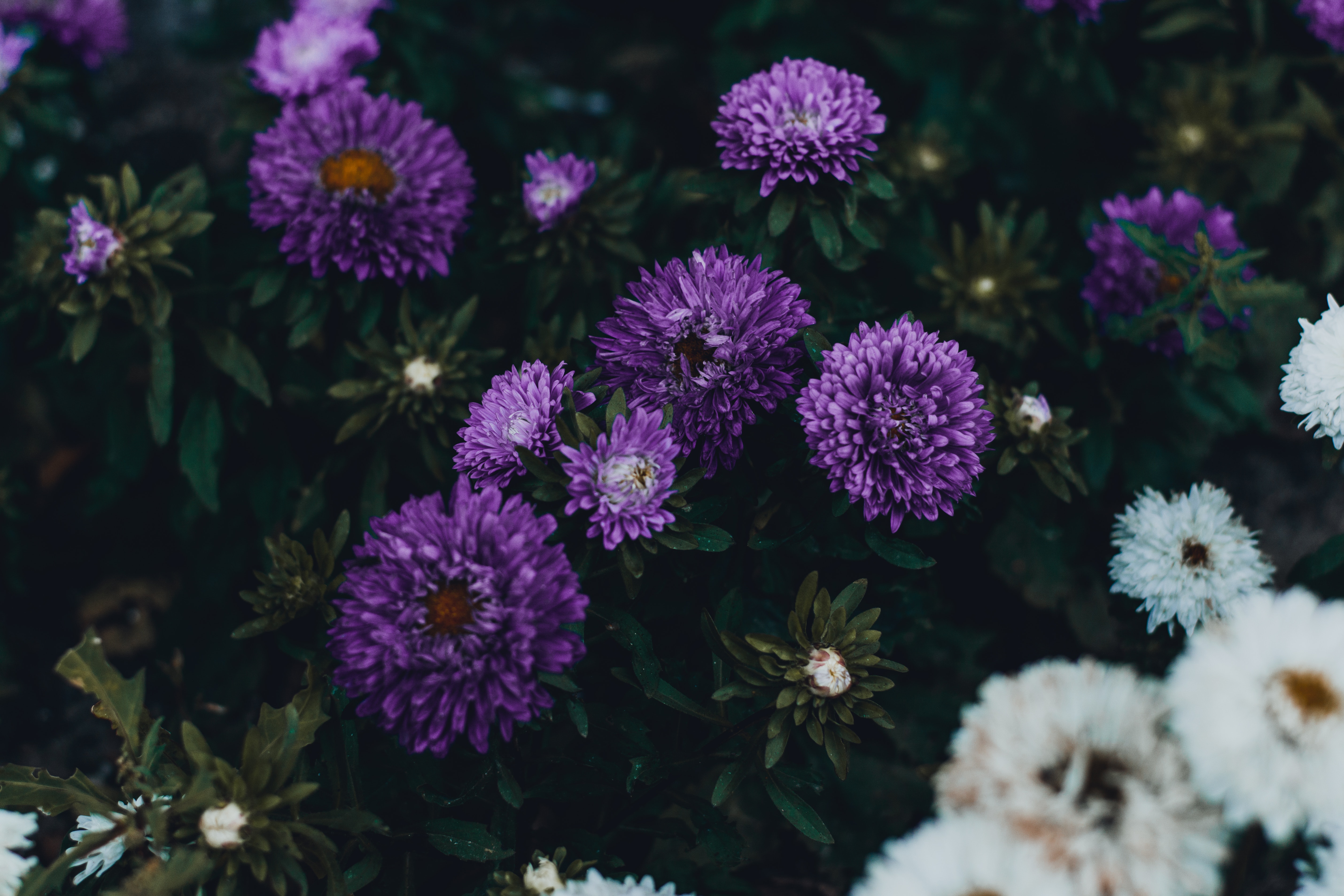  Free Images : 4k wallpaper, beautiful, bloom, blooming, close up Motiv 