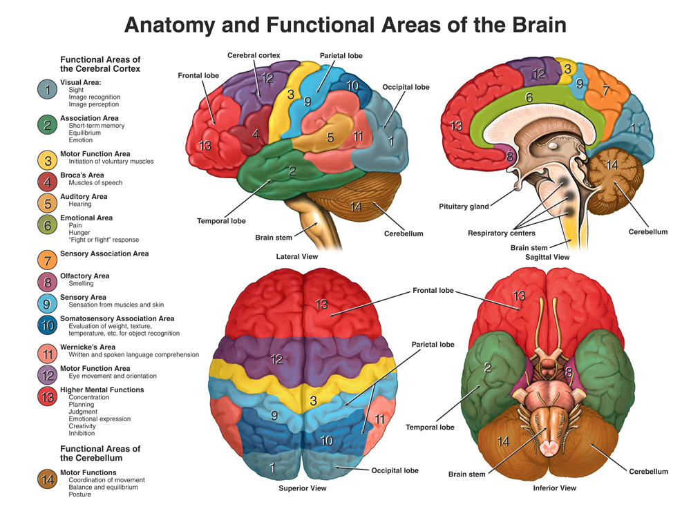  Human Brain Motiv 