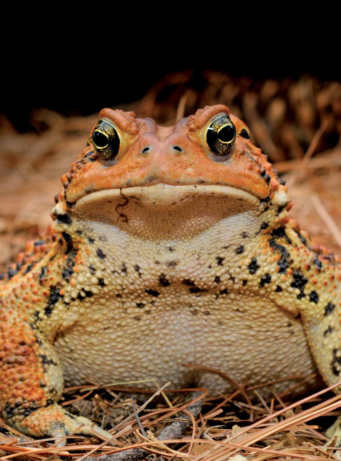  Eastern American Toad 