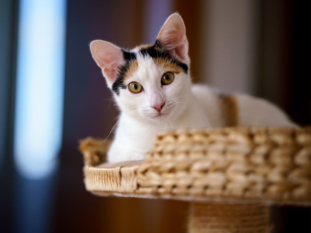  8 House Cat Breeds You Should Consider Motiv 