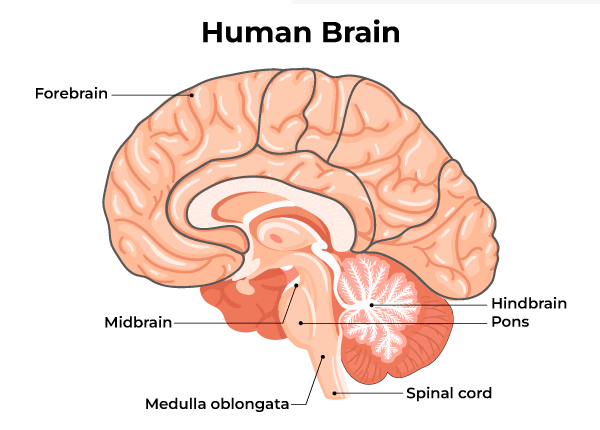  Brain Anatomy: Structure, Parts, and Function - GeeksforGeeks 