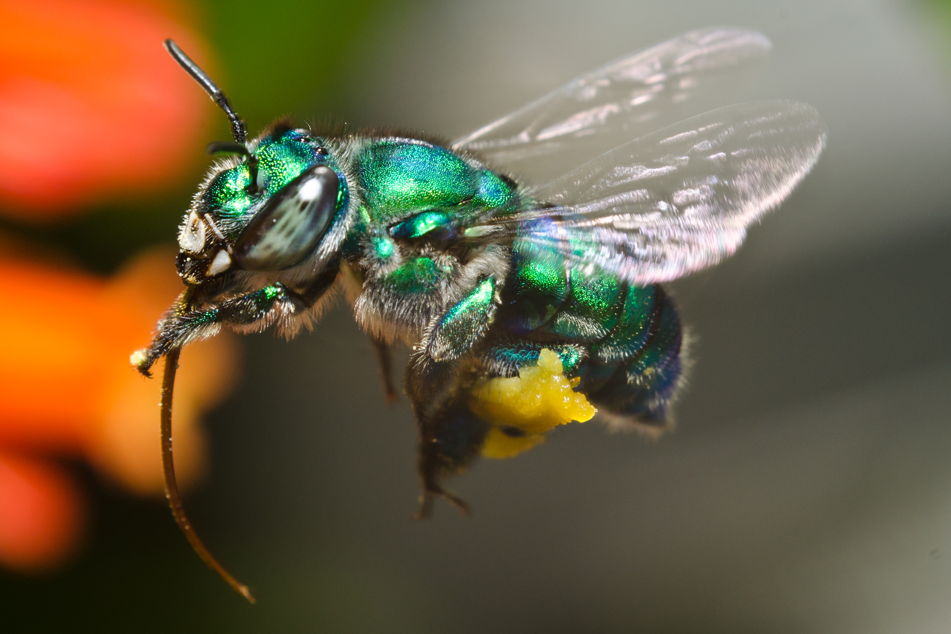  File:Orchid Bee hovering.jpg - Wikimedia Commons Motiv 