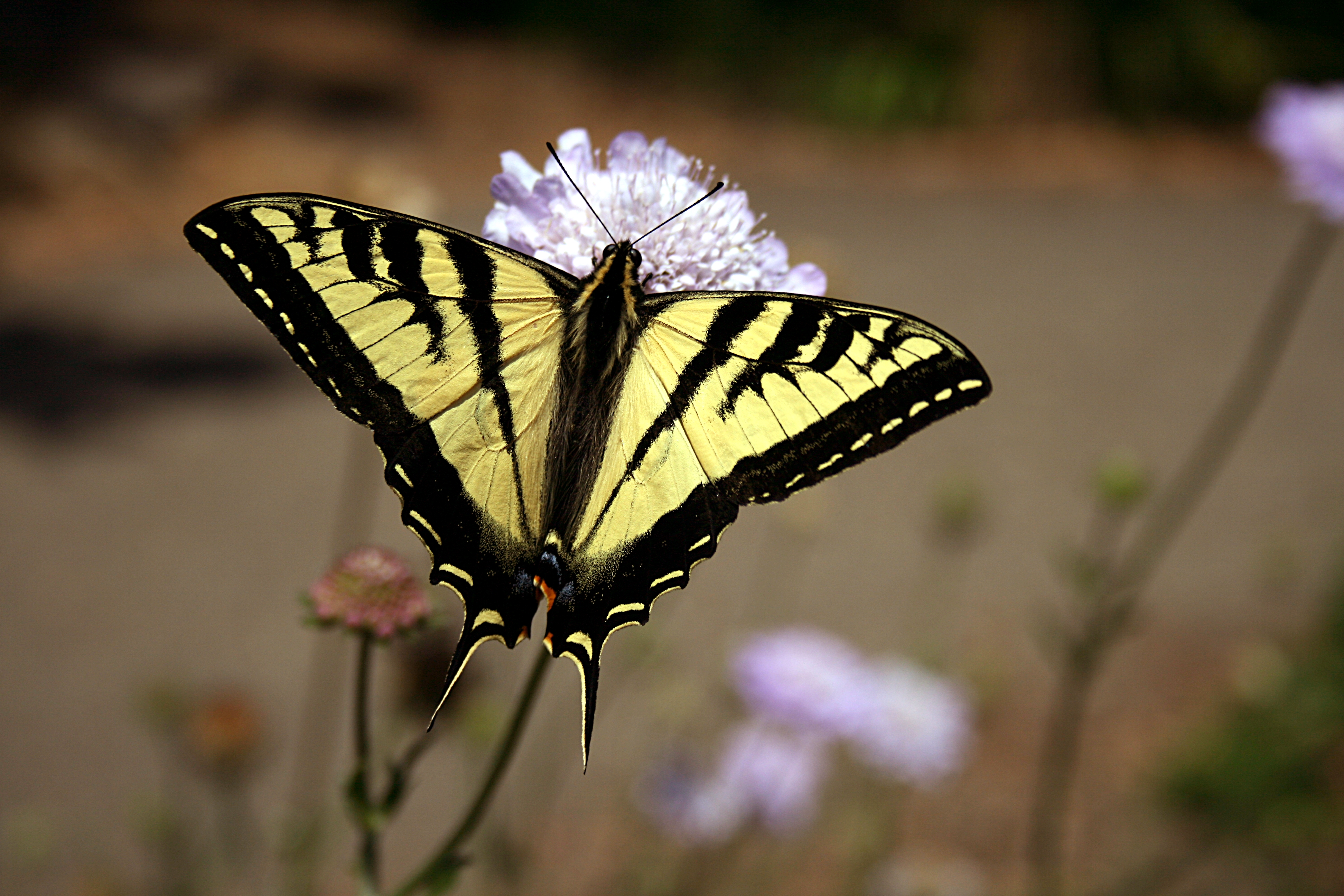  File:Swallowtail butterfly 2.JPG - Wikimedia Commons Bildidee 