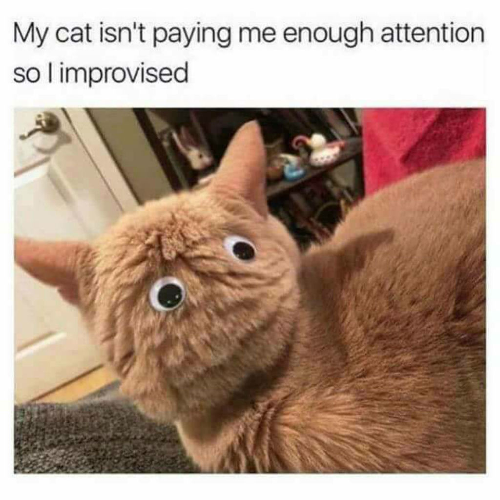  100 Funniest Cat Memes EverBest Life Motiv 