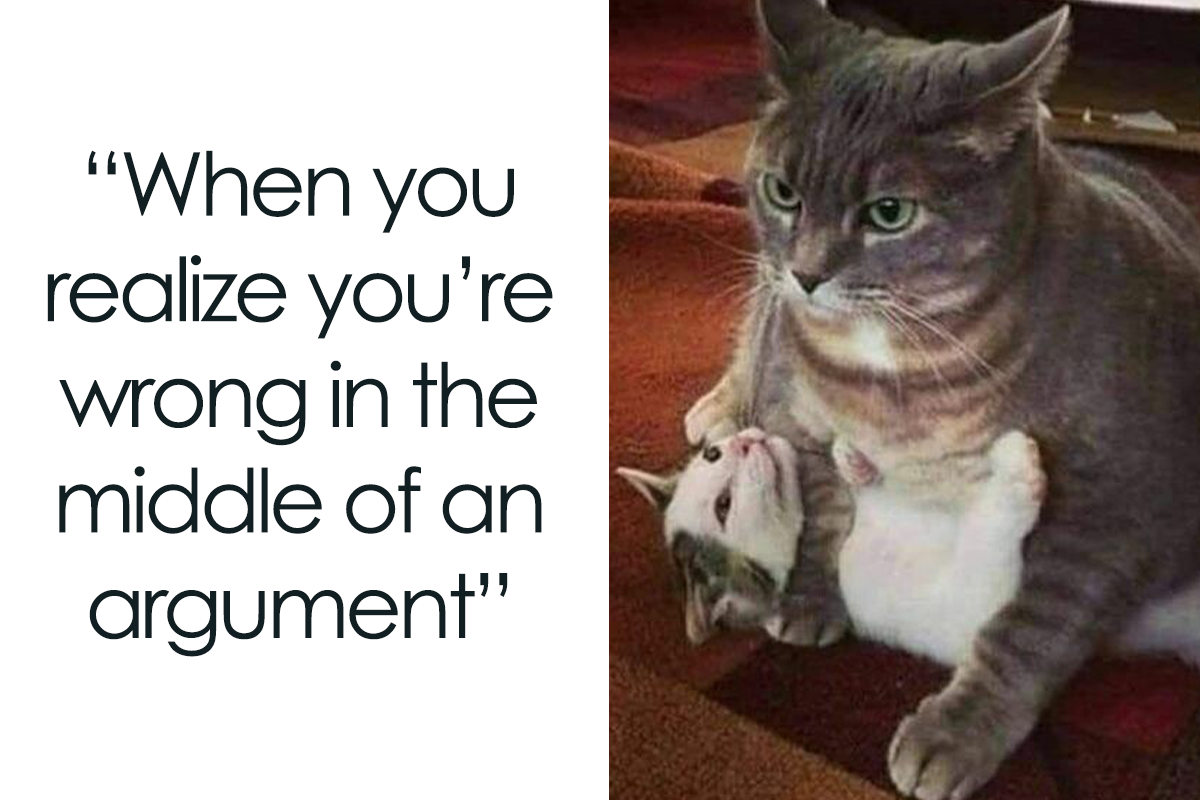  Foto zu 71 Funny Cat Memes Youll Laugh At Every Time Hilarious Cat Memes 