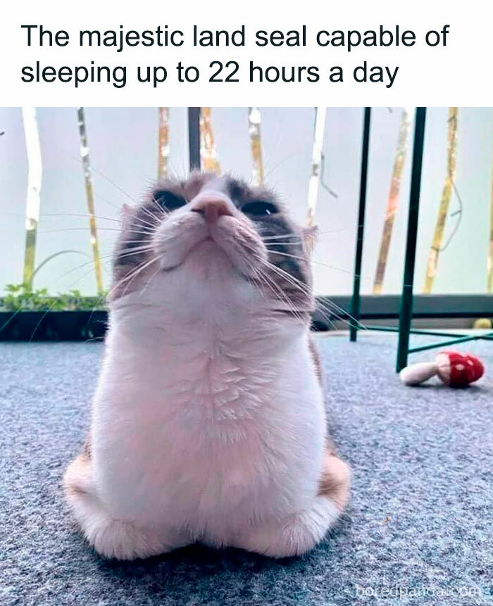  50 Relatable Cat Memes You’ll Probably Wish You Could Tag Your Cat In Illustration 