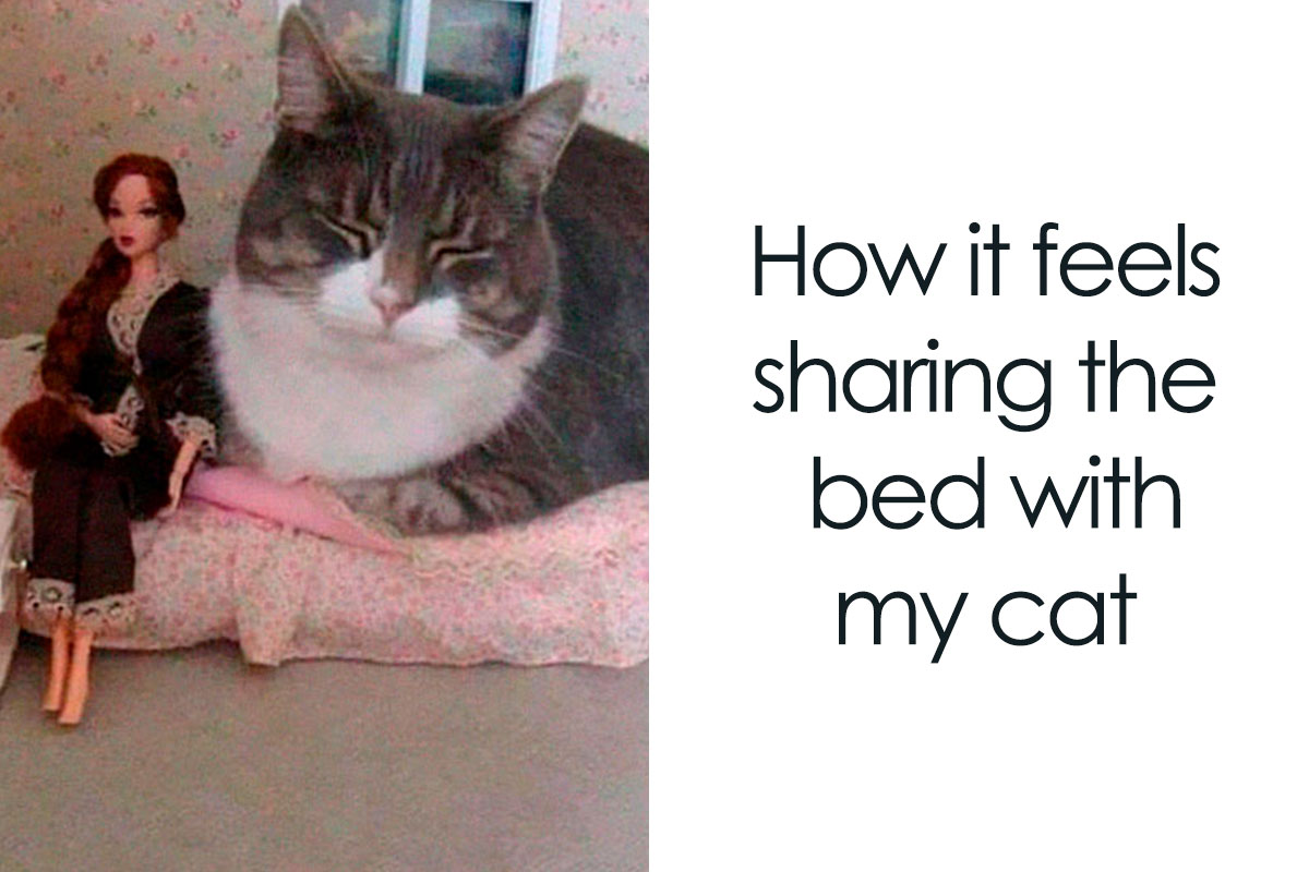  Curly Hair Cat Meme at Amparo Roberts blog Bildidee 