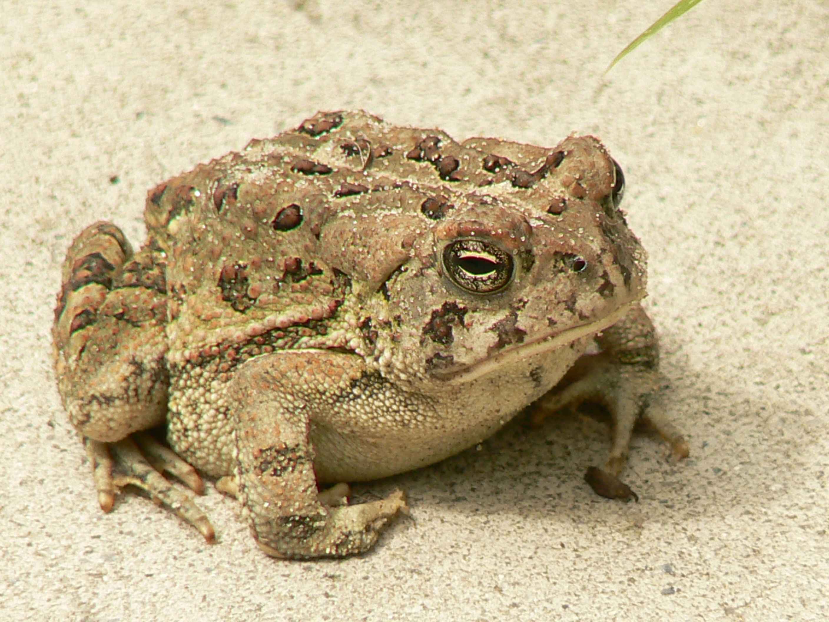  Free picture: fowlers, toad, frog Motiv 
