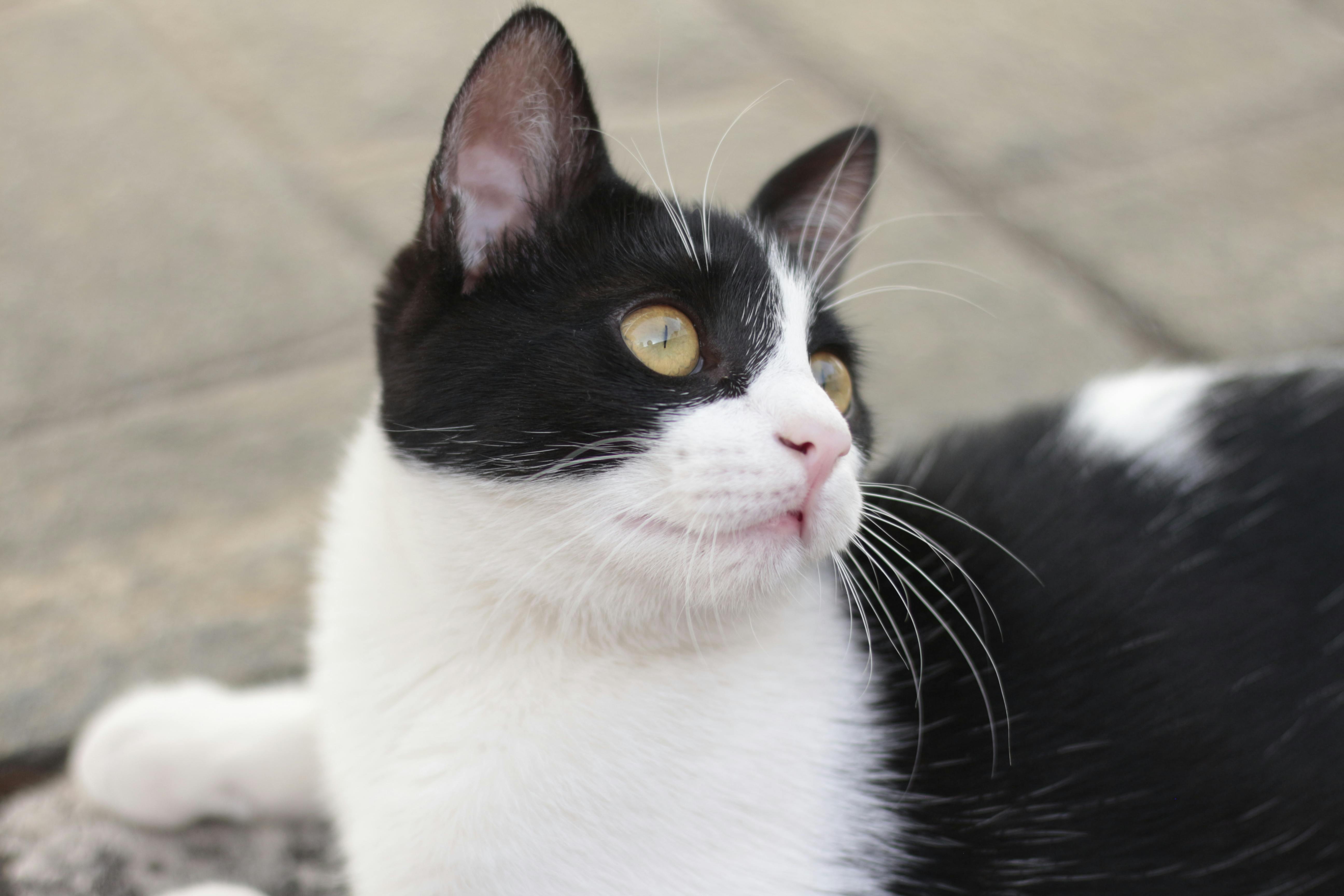  Happy Cat Photos, Download The BEST Free Happy Cat Stock Photos & HD Images Motiv 