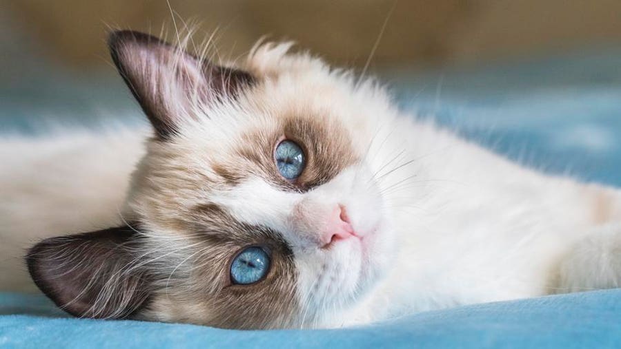  Foto zu Top 20 Most Popular Cat Breeds – Forbes Advisor 