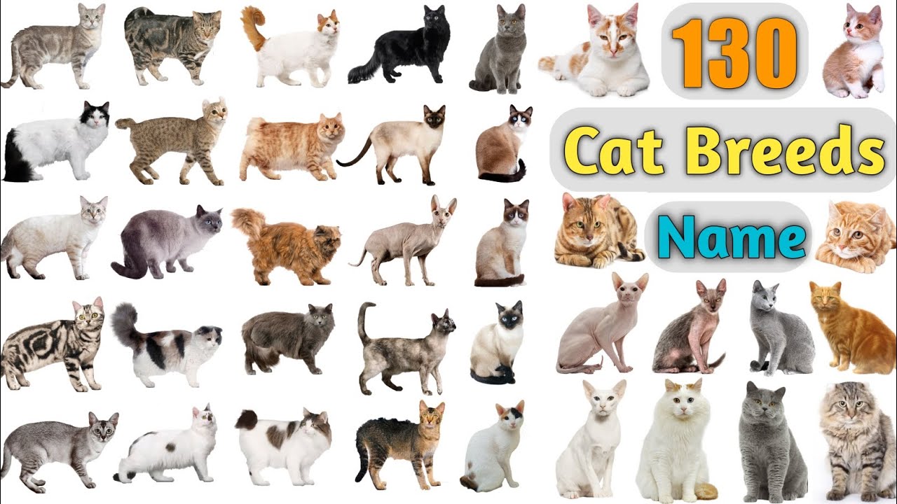  List Of All Cat Breeds Motiv 