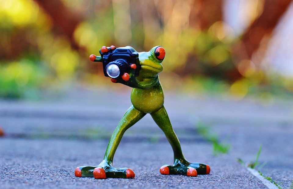  Free photo: Photographer, Frog, Funny, Camera - Free Image on Pixabay Illustration 