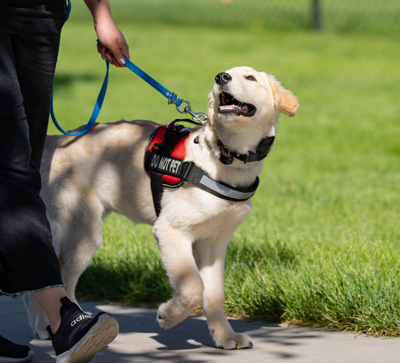  Dog Training Elite. Dog Training in Oklahoma City, OK Illustration 