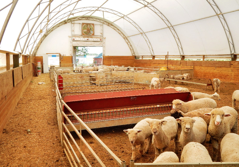  How To Set Up A Barn For Goats at Kerry Guillory blog Bildidee 