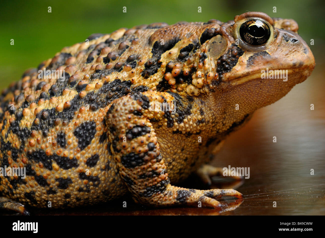  Foto zu Wart toad skin hi-res stock photography and images - Alamy 