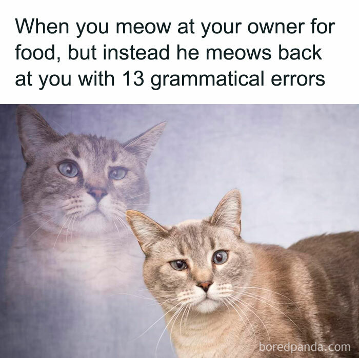  50 Funny And Relatable Cat Memes That Might Make You Want To Rescue A Motiv 