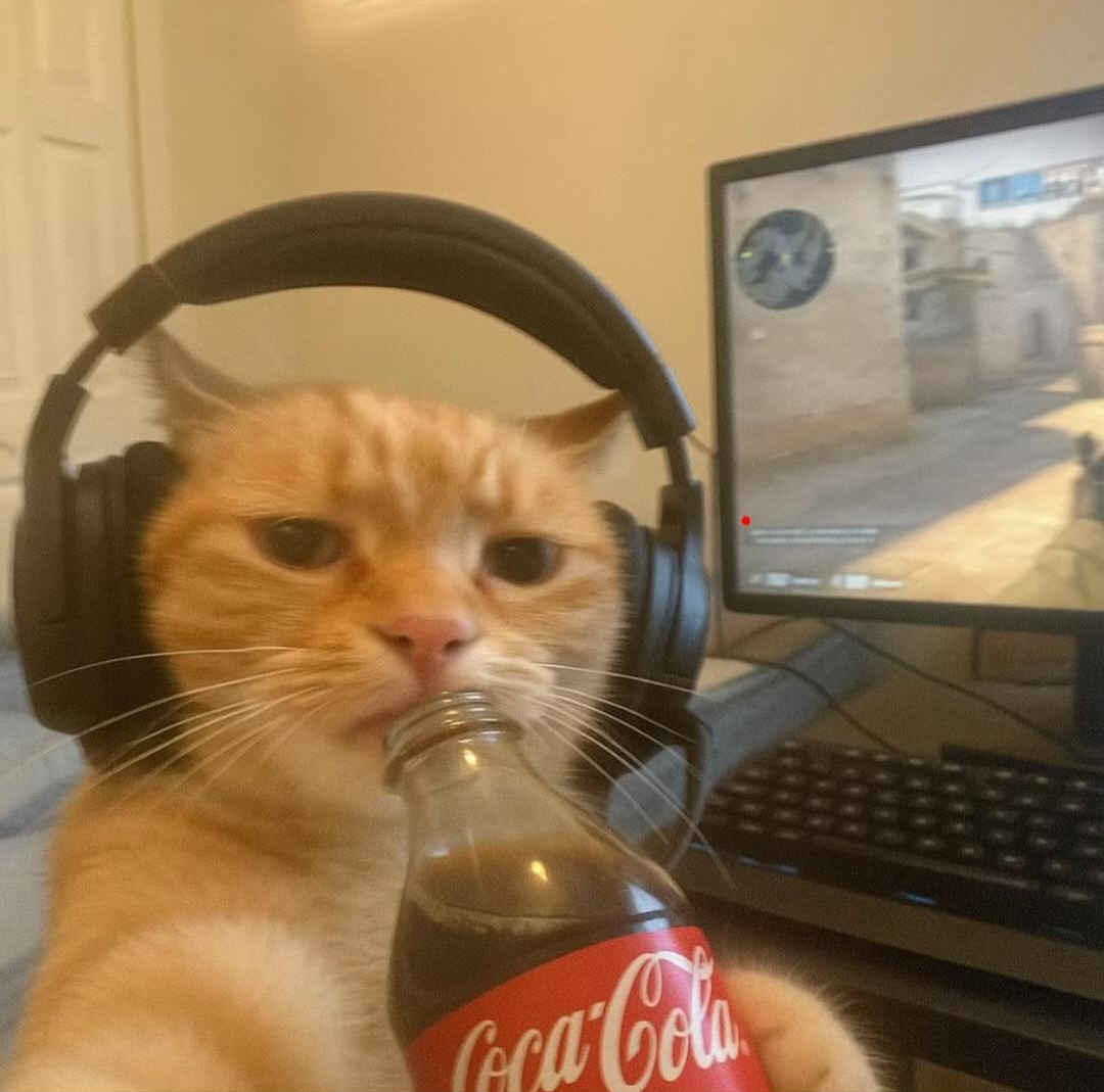 Cat Meme Pfp