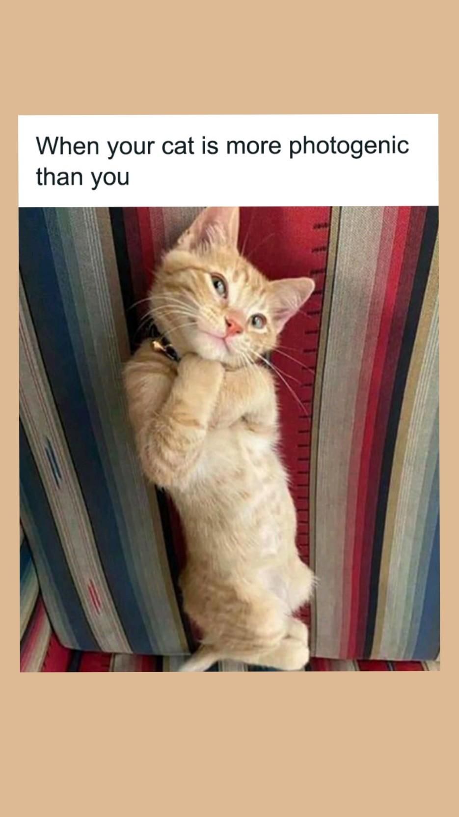  Foto zu 50 funny and relatable cat pics and memes to brighten up your day – Artofit 