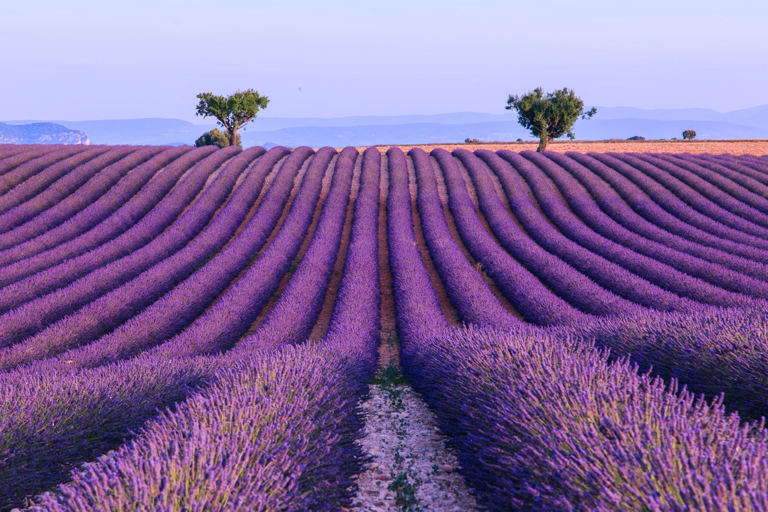  Lavender-field-summer -landscape-near-Valensole. Provence, France Motiv 
