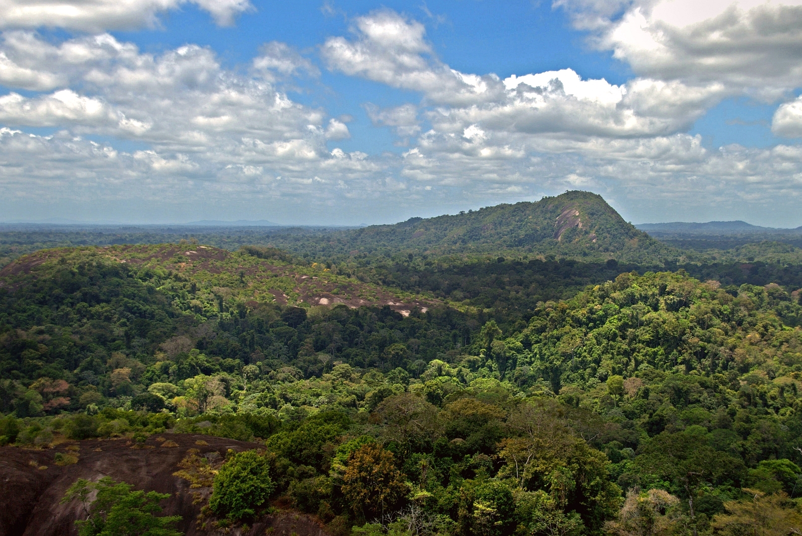  File:Amazon jungle from above.jpg - Wikipedia Motiv 