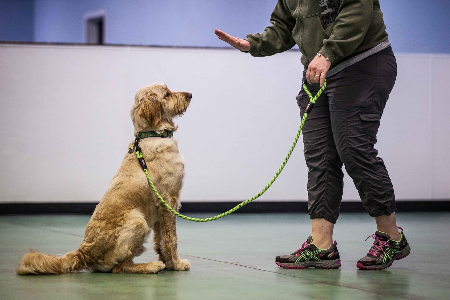  Dog Obedience Training 