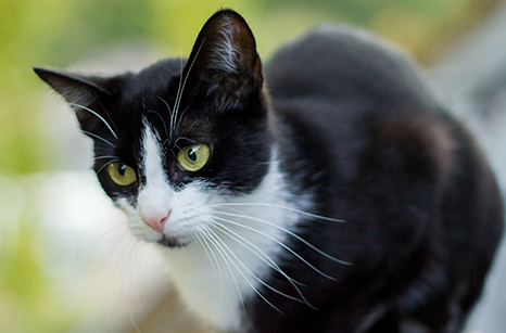  Cat Spay (Ovariohysterectomy) – Sarnia Animal Hospital Sarnia, Ontario 