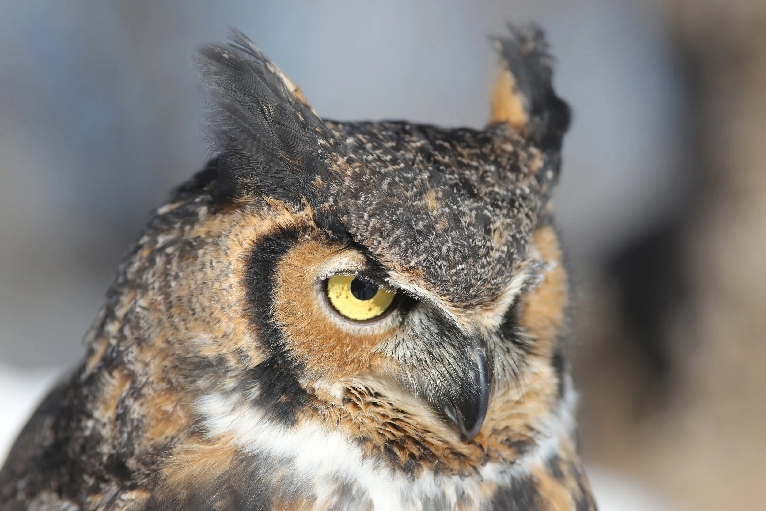  Great Horned Owl — Wildlife Science Center Bildidee 