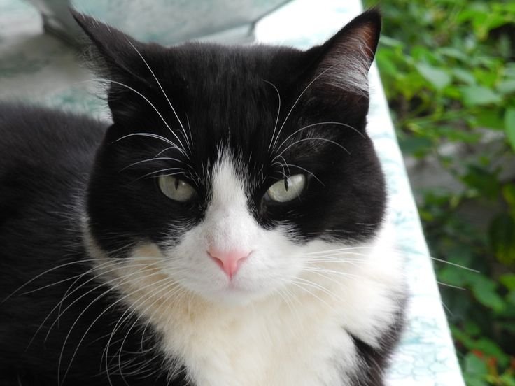 45 Best Tuxedo Cat Names - The Paws Illustration 