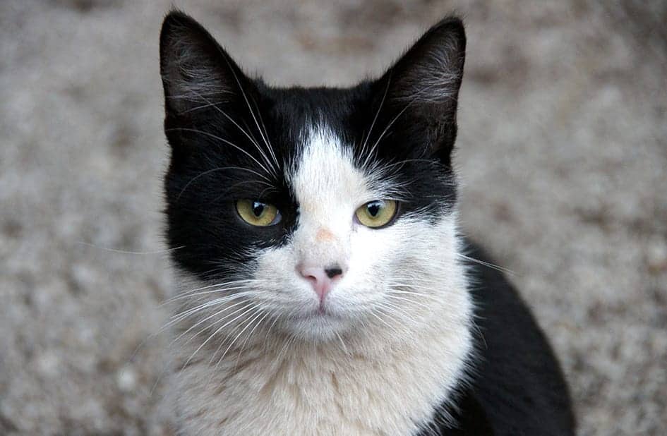  Foto zu 81+ Black and White Cat Names (Ideas to Match Your Kitty) 
