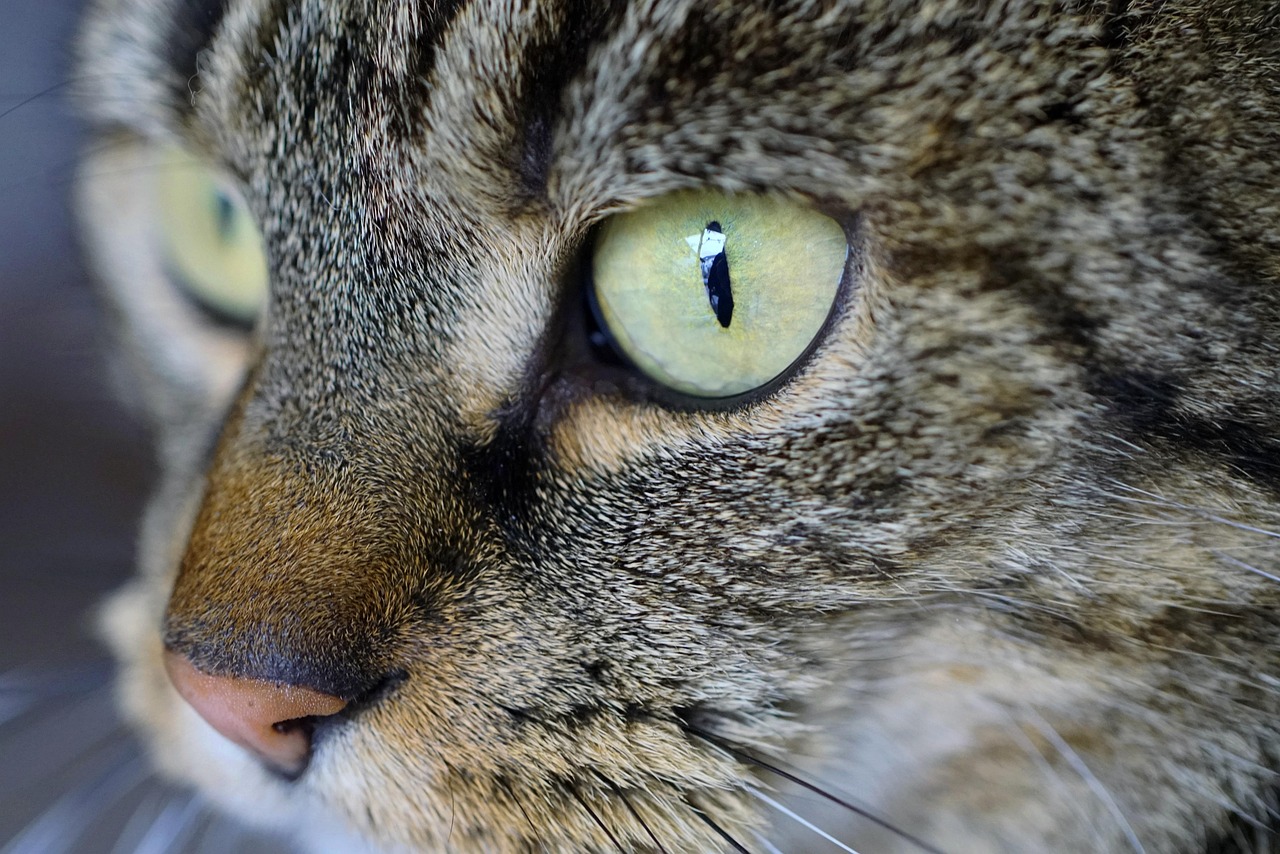  Foto zu 300,000+ Free Ai Cats & Cat Images - Pixabay 