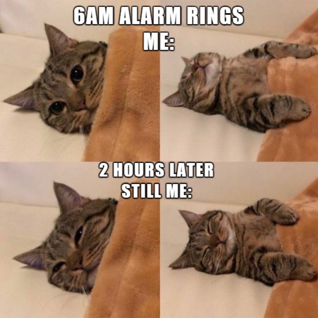  100 Funniest Cat Memes Ever Motiv 