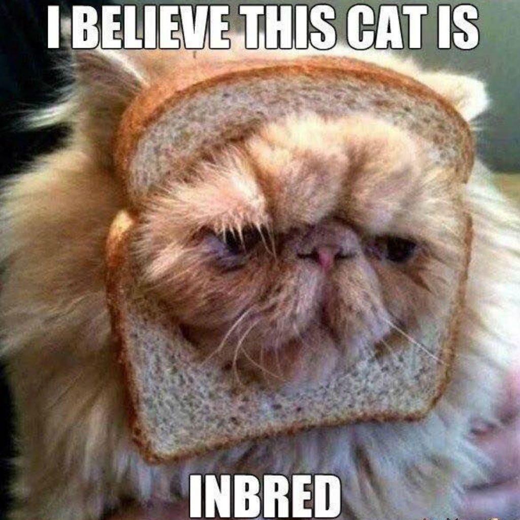 Cat Memes