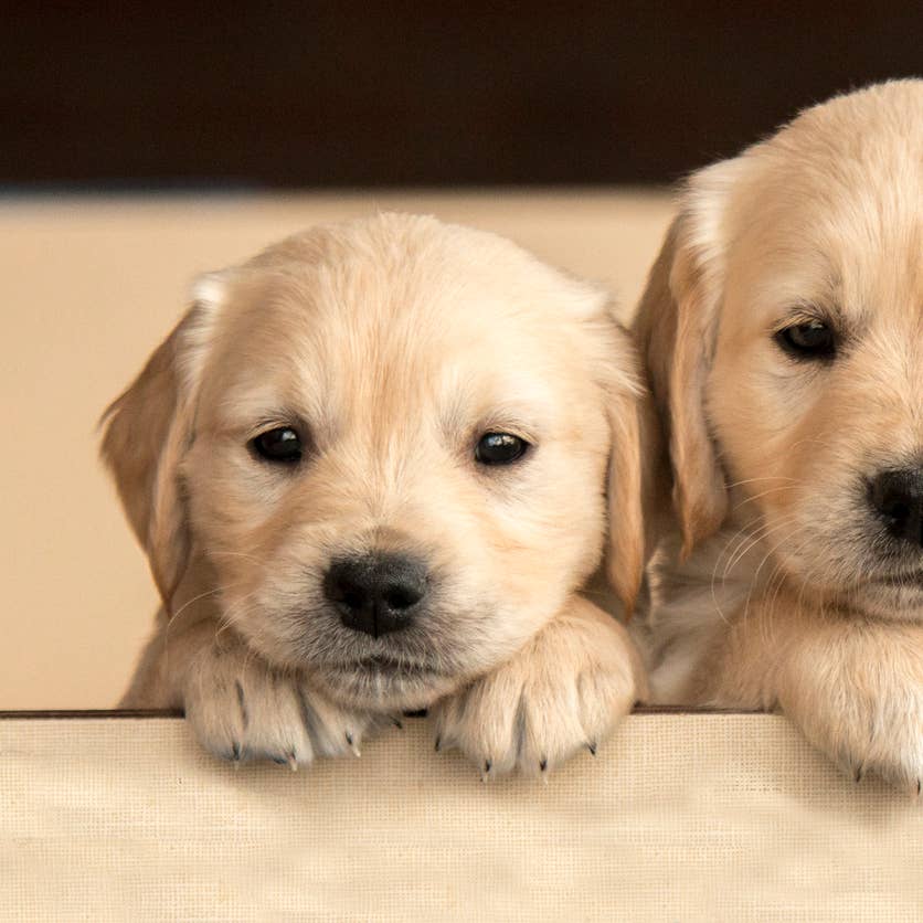  How Do Dogs Say 'Thank You' & Show They're Grateful? - Parade Pets Bildidee 