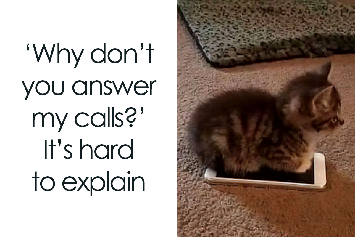  Foto zu 50 Funny And Relatable Cat Pics And Memes To Brighten Up Your Day 