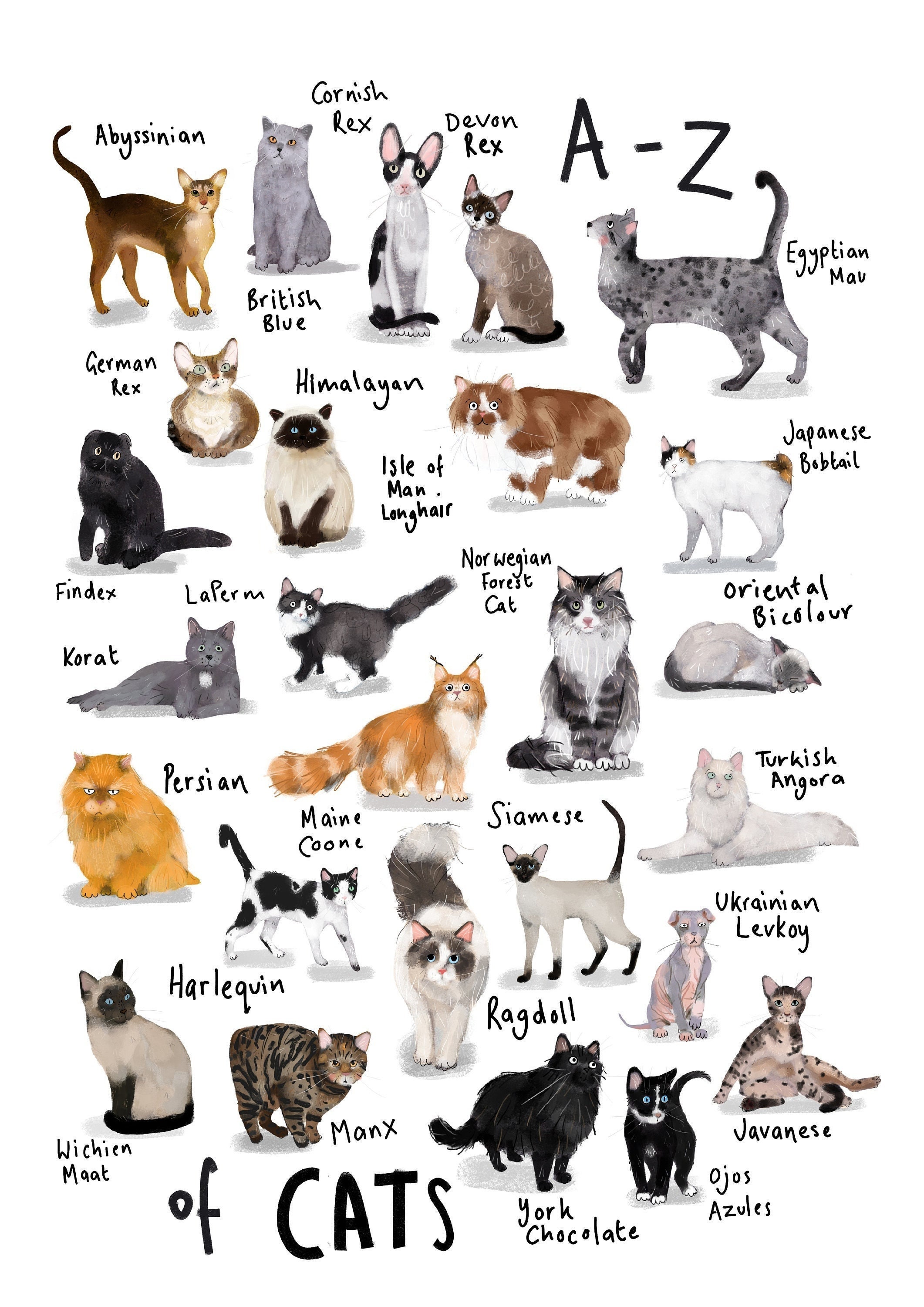  Cat Breed Chart Browse Cat Breeds 