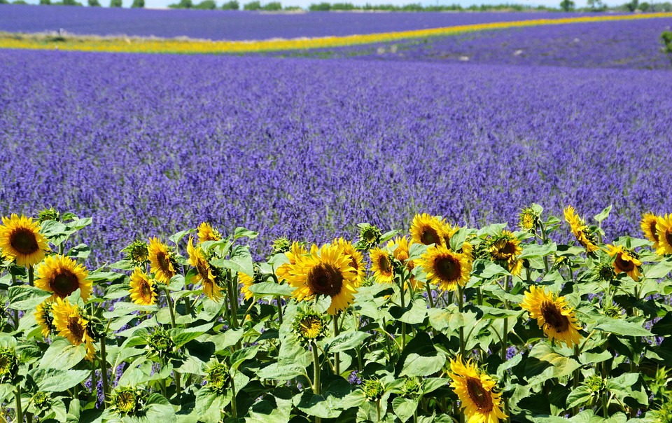  Lavender Field Sunflower Valensole - Free photo on Pixabay Bildidee 