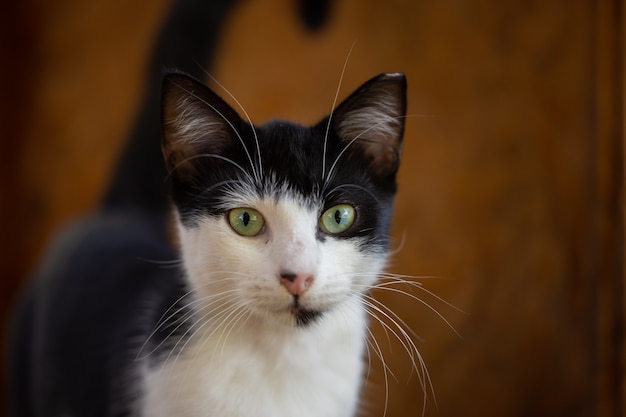  Portrait of a cute cat Bildidee 